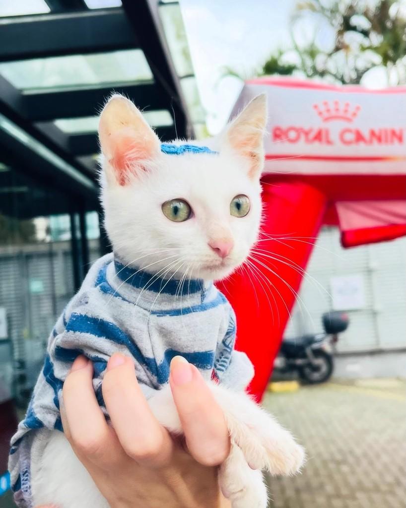 Milk, gato de porte pequeno para adoção em Porto Alegre - RS