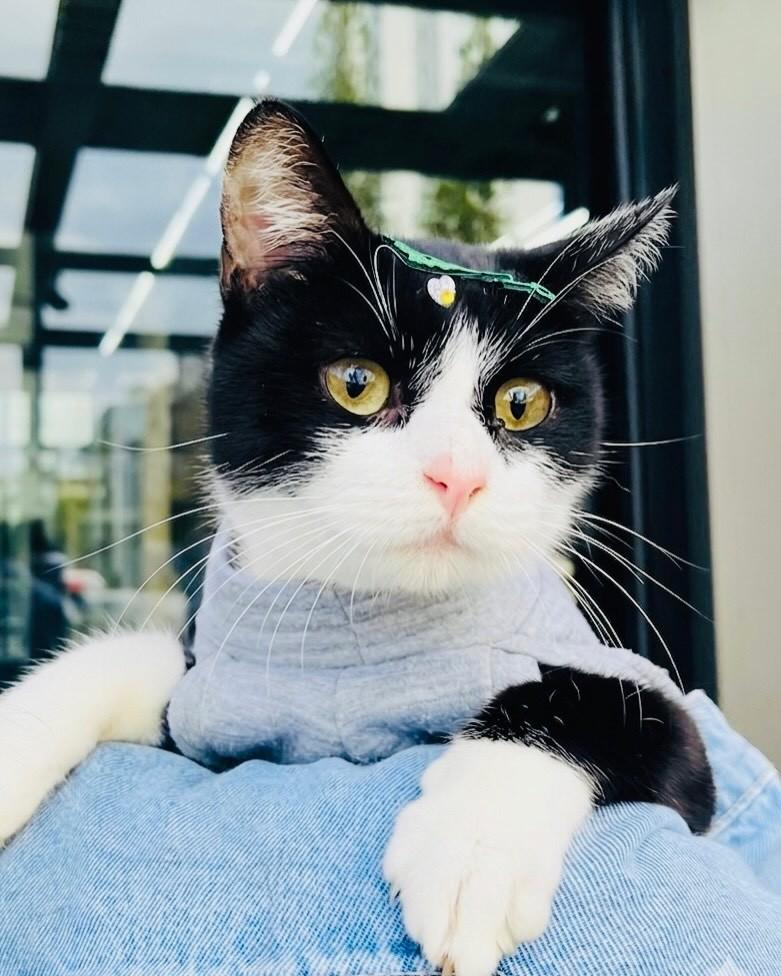 Flor, gata de porte médio para adoção em Porto Alegre - RS