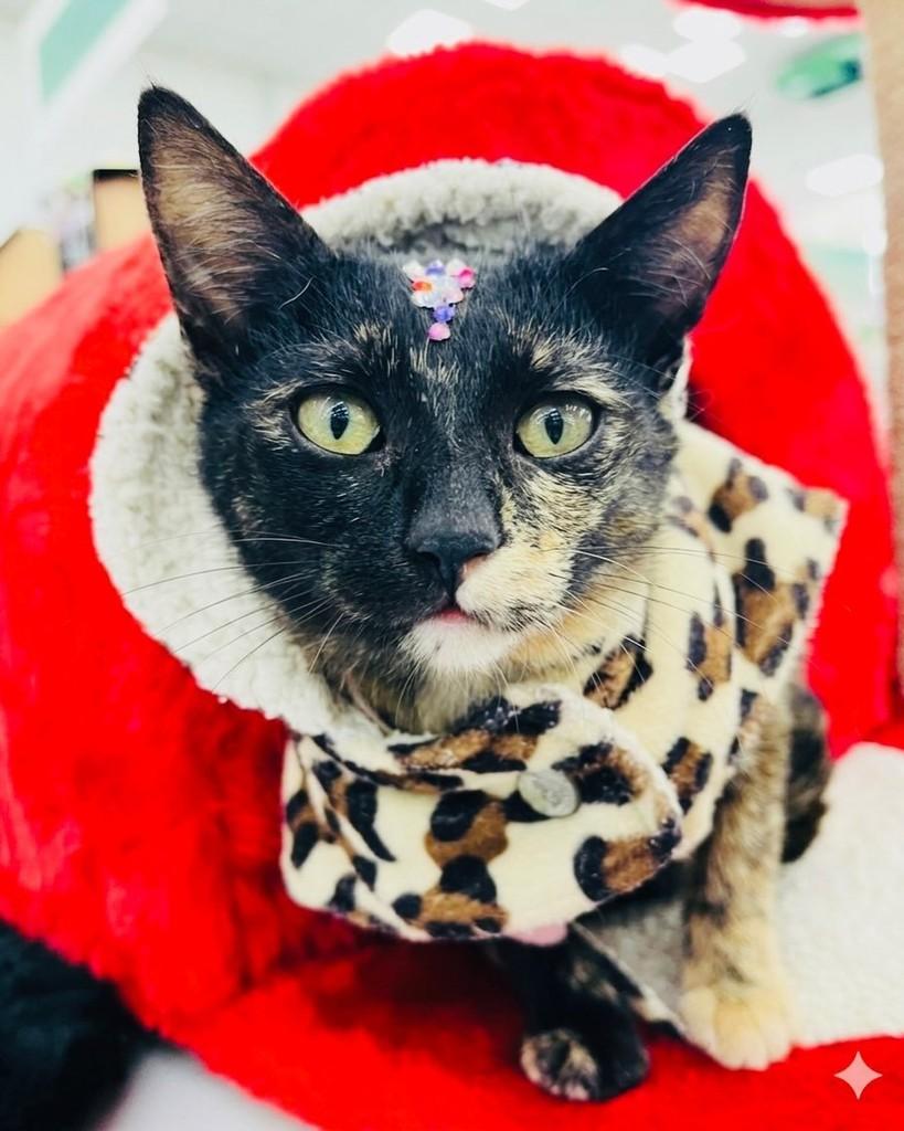 Bia, gata de porte pequeno para adoção em Porto Alegre - RS