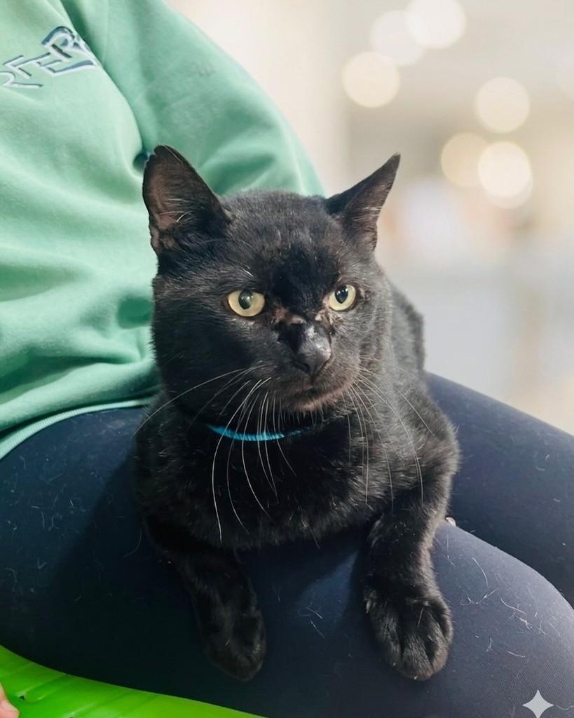 Fúria, gato de porte médio para adoção em Porto Alegre - RS