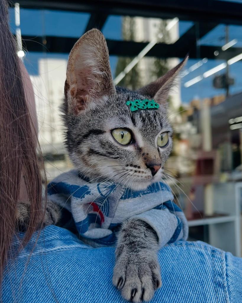 Tom, gato de porte pequeno para adoção em Porto Alegre - RS
