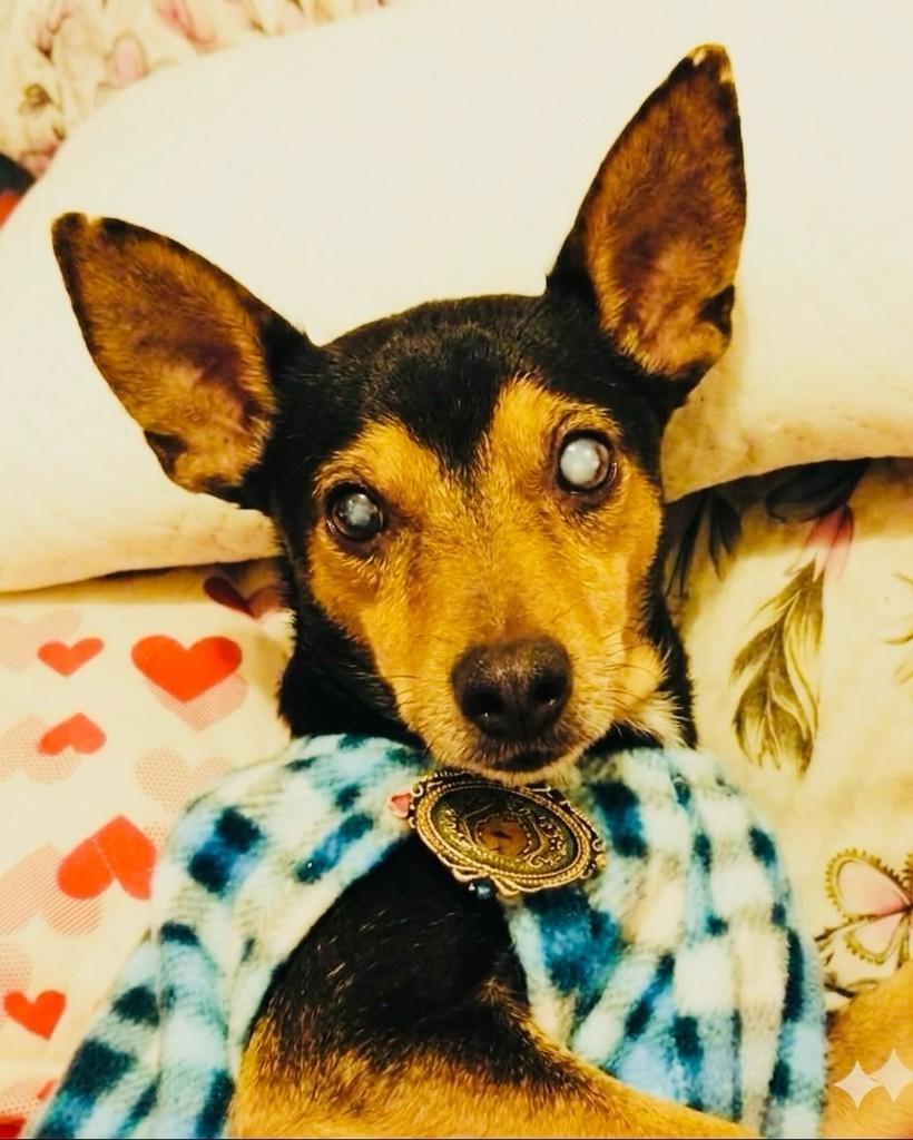 Jatobá, cachorro de porte médio para adoção em Porto Alegre - RS