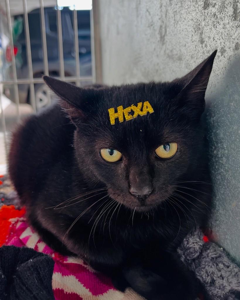 Kiara, gata de porte pequeno para adoção em Porto Alegre - RS