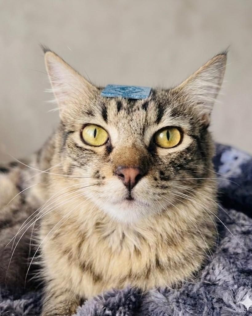 Faísca, gato de porte médio para adoção em Porto Alegre - RS