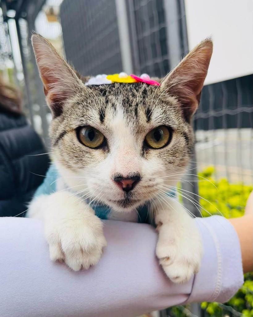 Camélia, gato de porte pequeno para adoção em Porto Alegre - RS