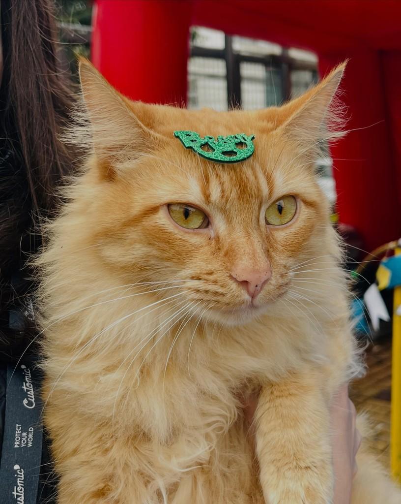 Beethoven, gato para adoção em Porto Alegre - RS