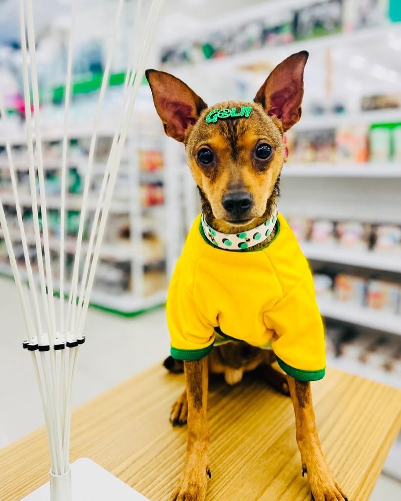 Noah, cachorro de porte pequeno para adoção em Porto Alegre - RS