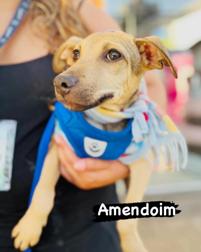 Amendoim, cachorro de porte médio para adoção em Porto Alegre - RS