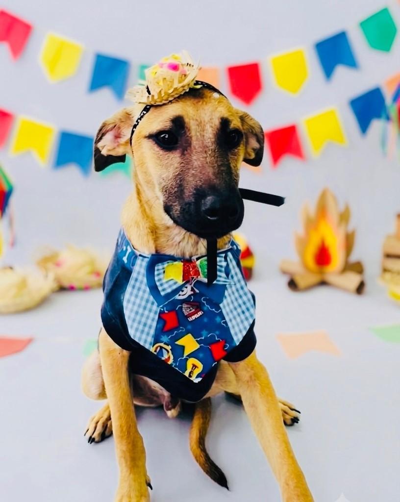 Paçoca, cachorro de porte médio para adoção em Porto Alegre - RS