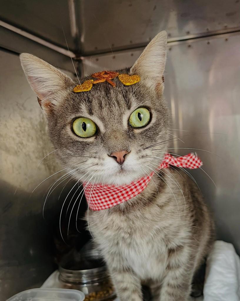 Melina, gata de porte médio para adoção em Porto Alegre - RS