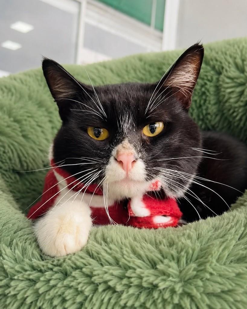 Batman, gato de porte pequeno para adoção em Porto Alegre - RS