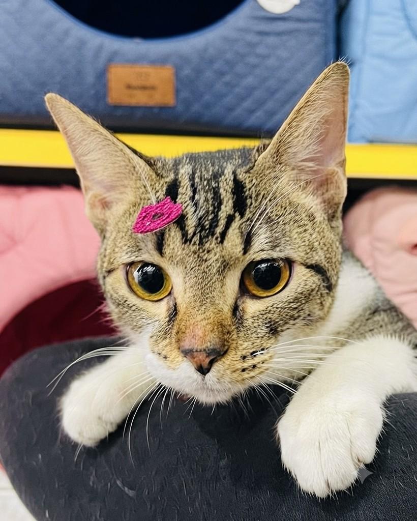 Dora, gata de porte pequeno para adoção em Porto Alegre - RS