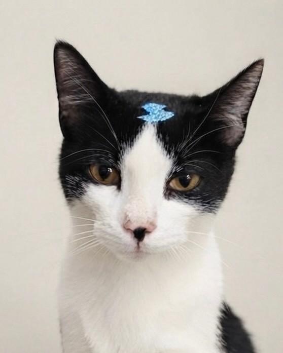 Mila, gata para adoção em Porto Alegre - RS