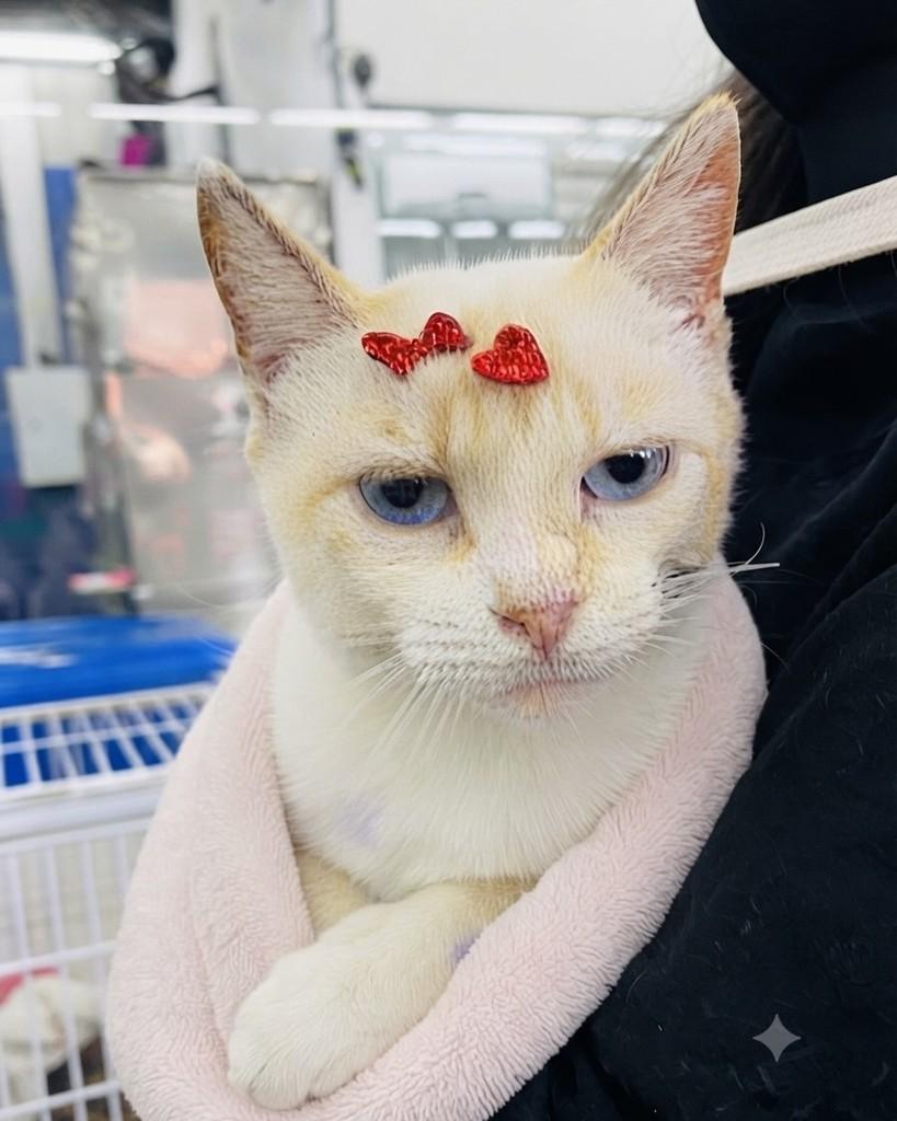 Duquesa, gata para adoção em Porto Alegre - RS