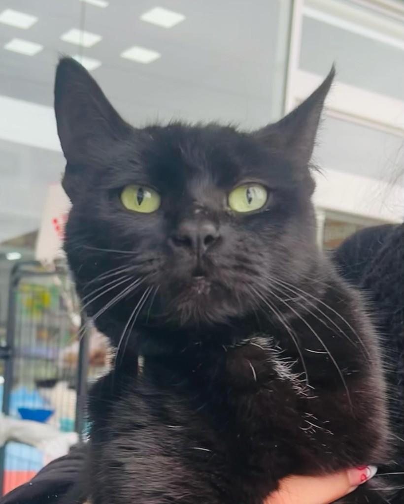 Luna, gata de porte pequeno para adoção em Porto Alegre - RS