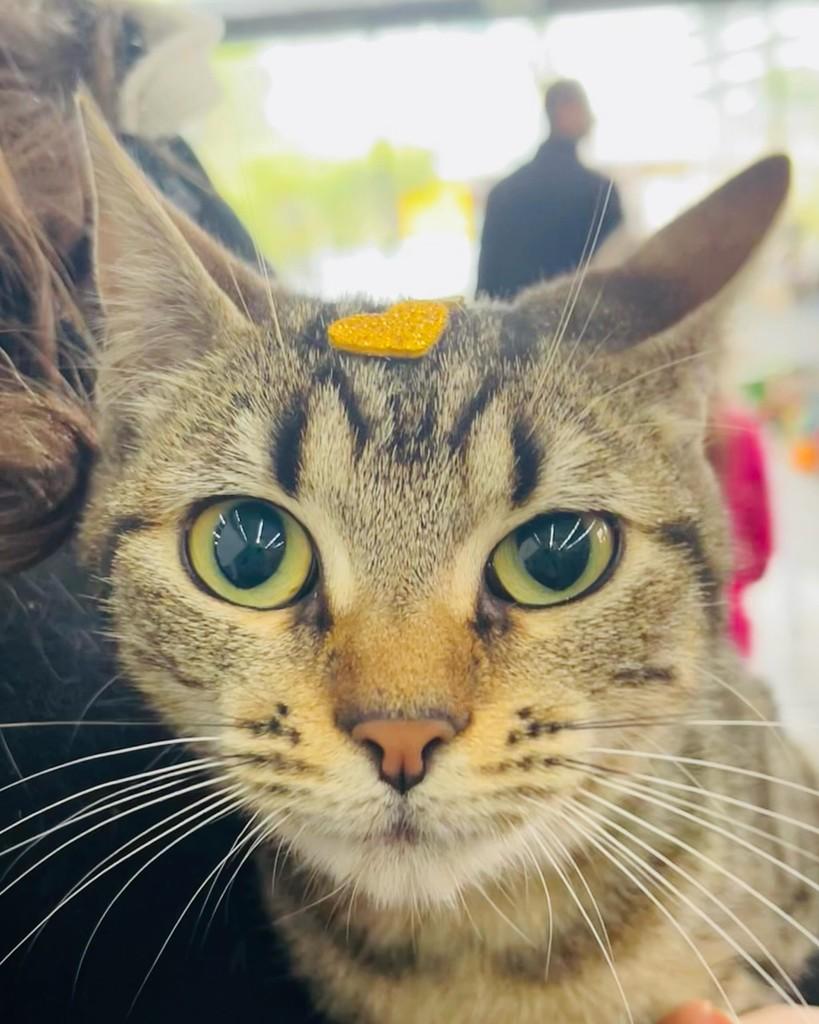 Nube, gato para adoção em Porto Alegre - RS