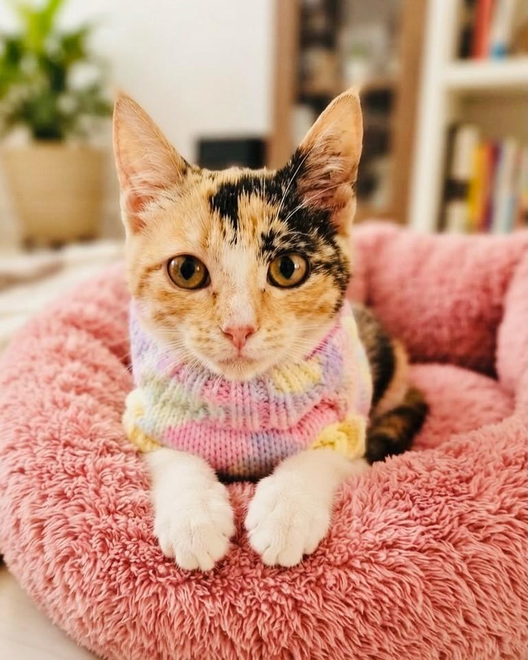 Milu, gata de porte pequeno para adoção em Porto Alegre - RS