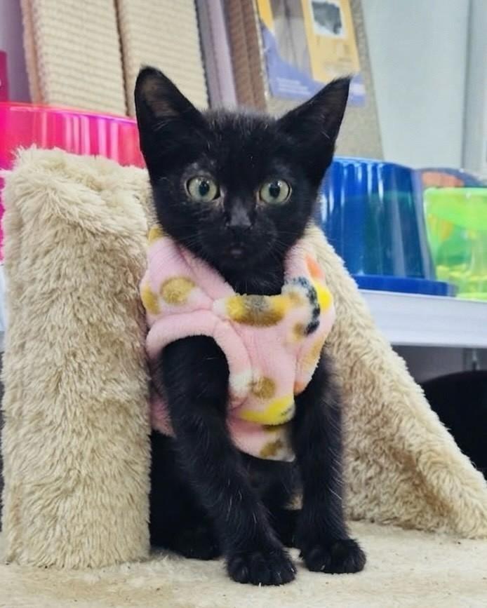 Mimi, gata de porte pequeno para adoção em Porto Alegre - RS