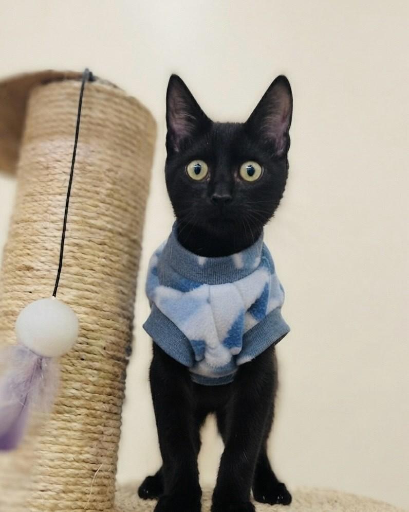 Nino, gato de porte pequeno para adoção em Porto Alegre - RS