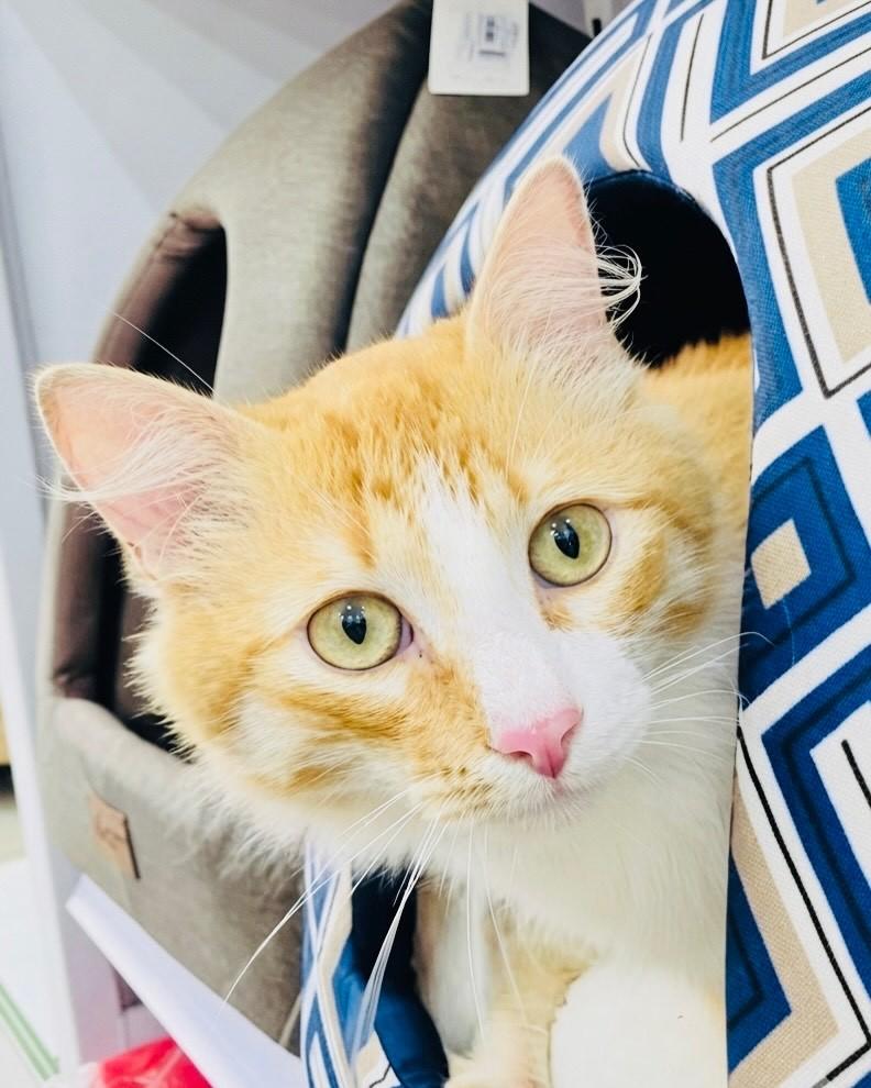 Benjamin, gato de porte médio para adoção em Porto Alegre - RS