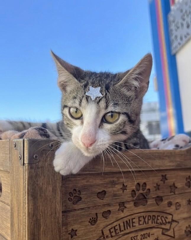 Chicó, gato de porte pequeno para adoção em Porto Alegre - RS