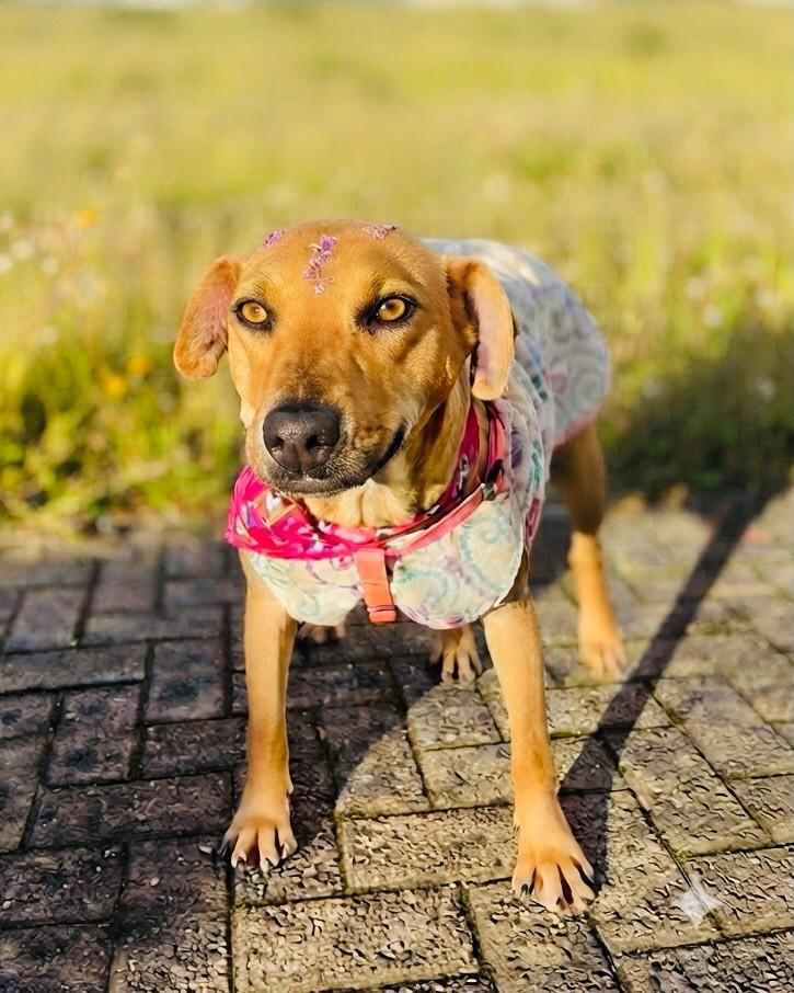 Xuxa, cadela de porte grande para adoção em Porto Alegre - RS