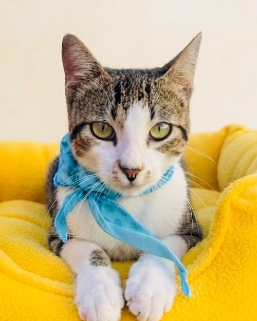 Taylor, gato de porte pequeno para adoção em Porto Alegre - RS