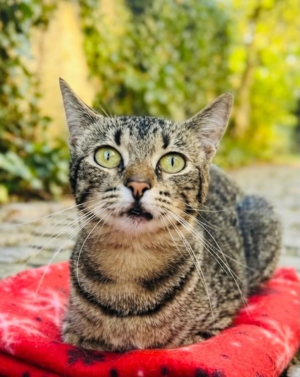 Luna Maria, gata de porte pequeno para adoção em Porto Alegre - RS