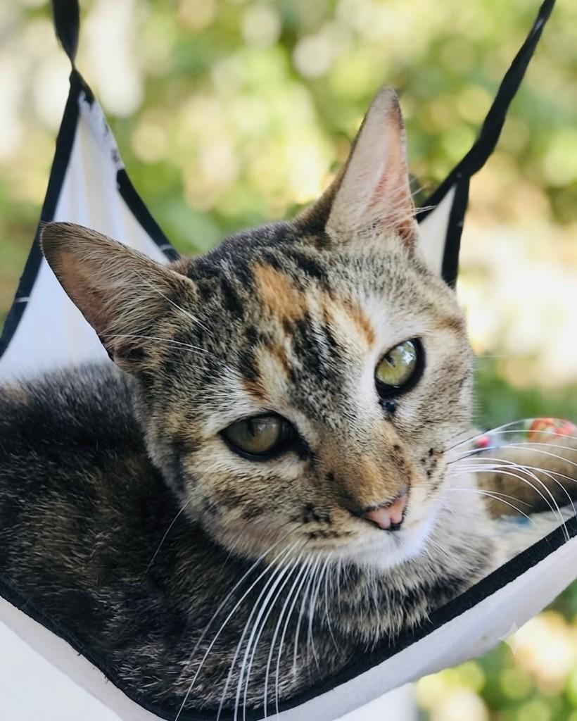 Juma, gato de porte pequeno para adoção em Porto Alegre - RS