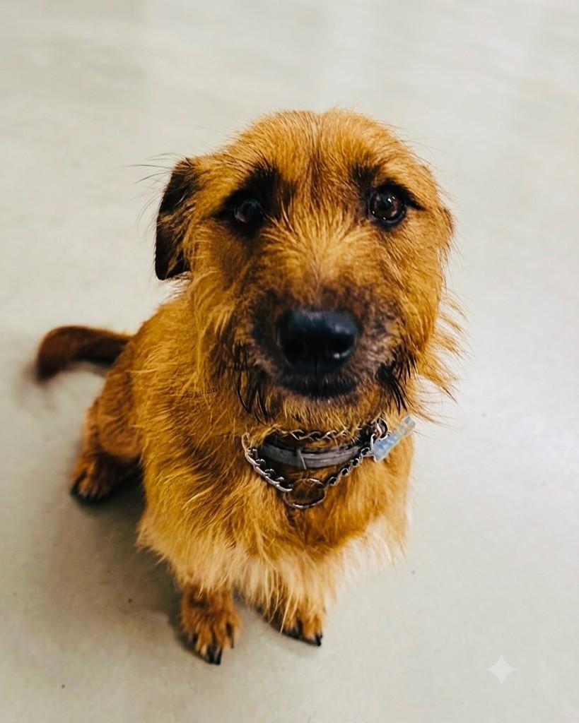 Maylon, cachorro de porte pequeno para adoção em Porto Alegre - RS