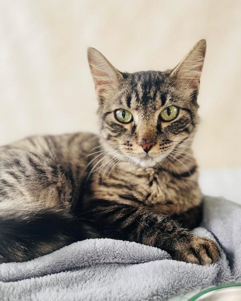 Felícia, gata de porte pequeno para adoção em Porto Alegre - RS