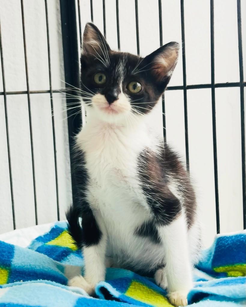 DaiA, gato de porte pequeno para adoção em Porto Alegre - RS