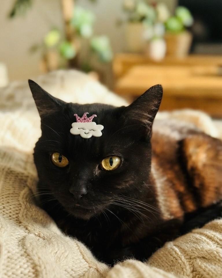 Same, gata de porte pequeno para adoção em Porto Alegre - RS