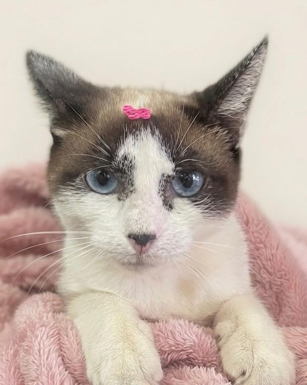Sara, gata para adoção em Porto Alegre - RS