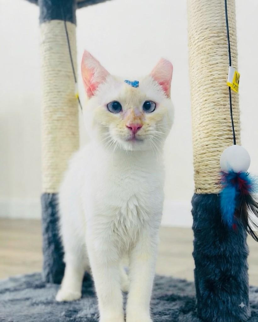 Rômulo, gato de porte pequeno para adoção em Porto Alegre - RS