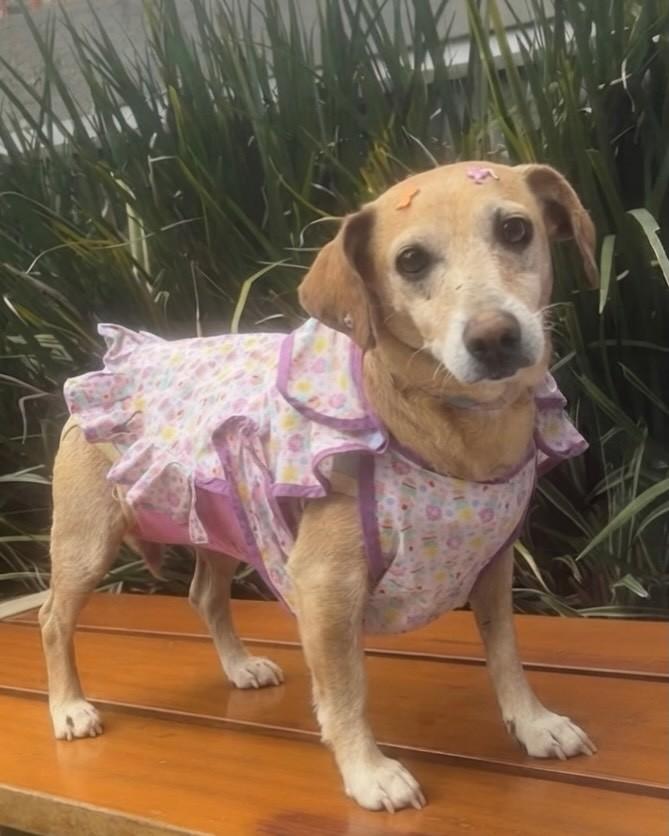 Estrela, cadela de porte pequeno para adoção em Porto Alegre - RS