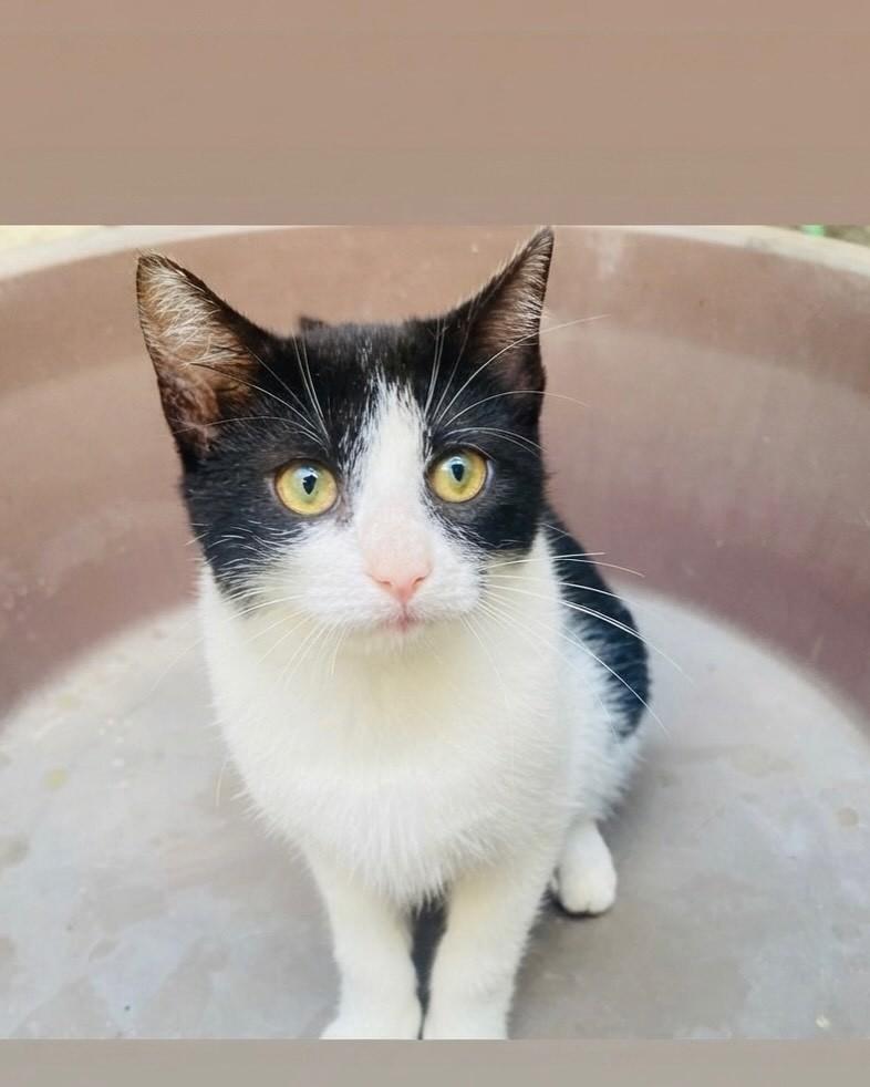 Marcinha, gato de porte pequeno para adoção em Porto Alegre - RS