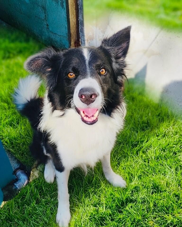 Charlie, cachorro de porte médio para adoção em Porto Alegre - RS