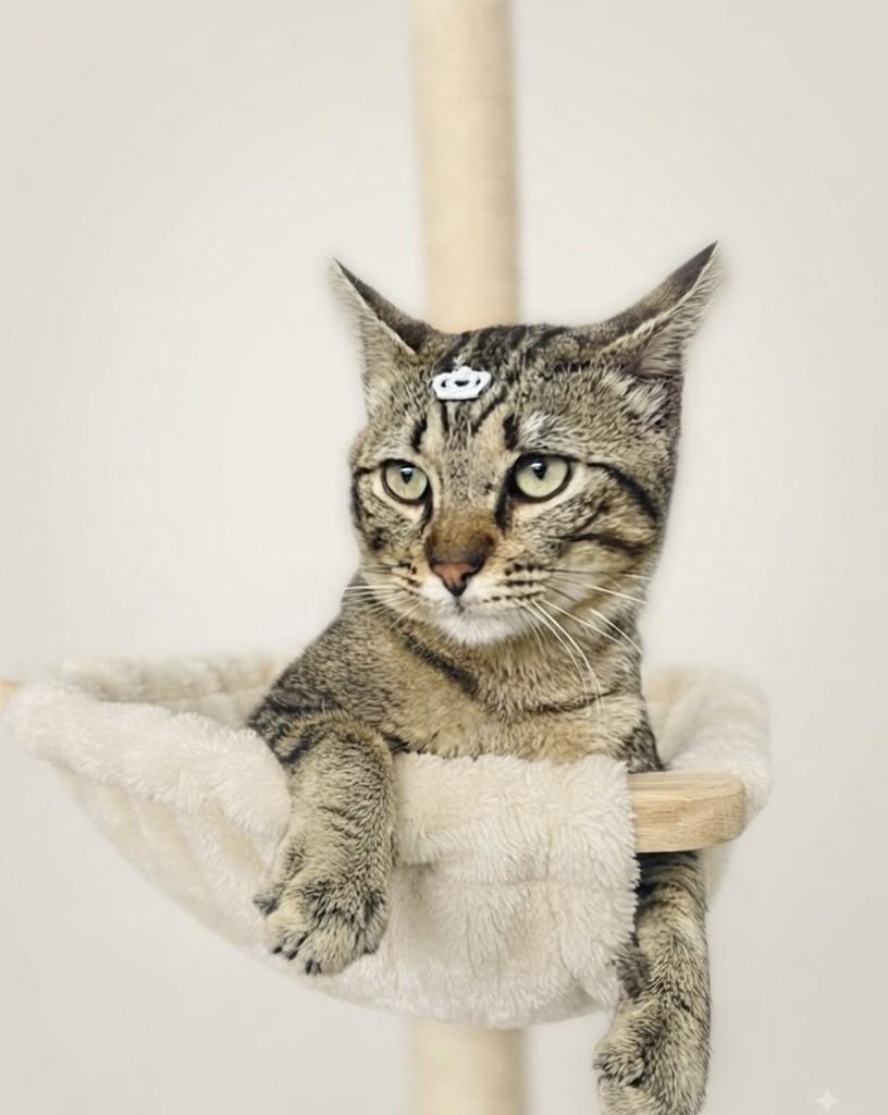 Tigrão, gato de porte médio para adoção em Porto Alegre - RS