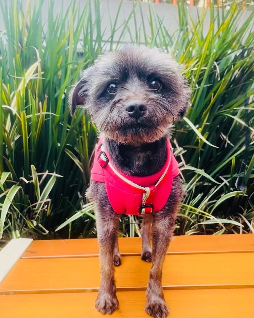Henriko, cachorro de porte pequeno para adoção em Porto Alegre - RS