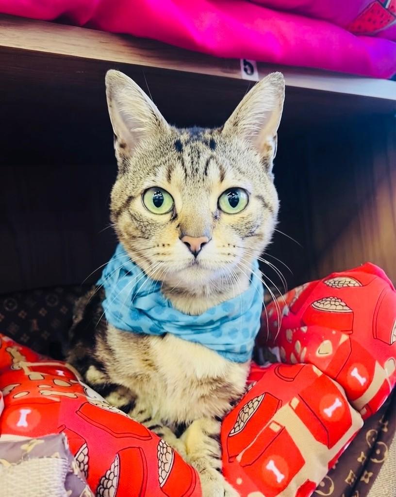 Blake, gato de porte pequeno para adoção em Porto Alegre - RS