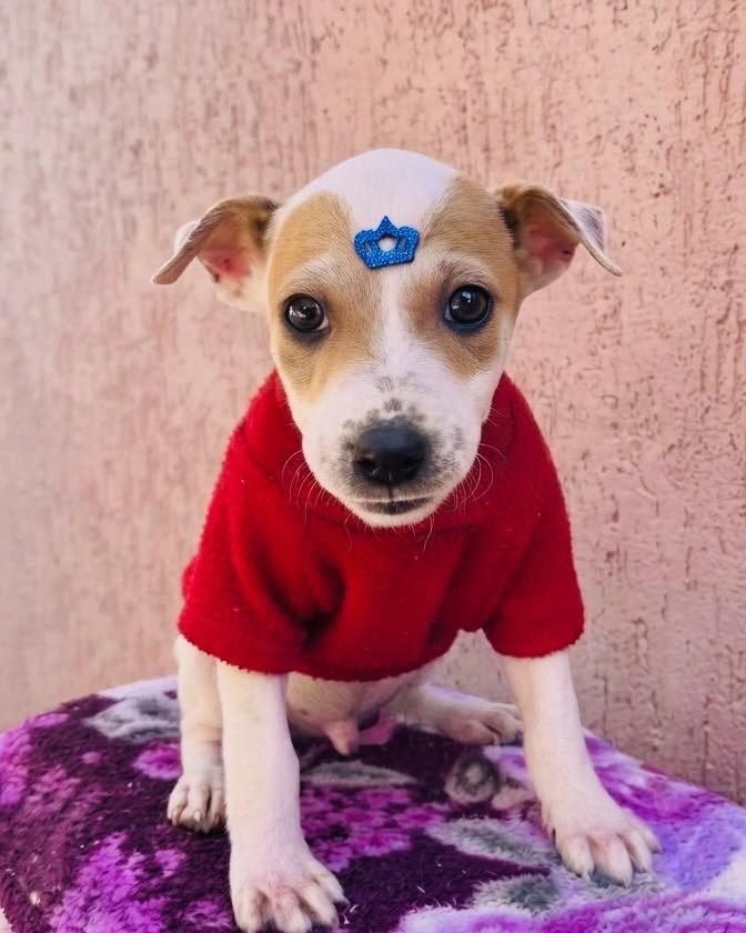 Batata, cachorro de porte pequeno para adoção em Porto Alegre - RS