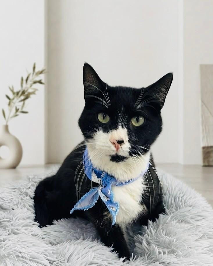 Noturno, gato de porte médio para adoção em Porto Alegre - RS