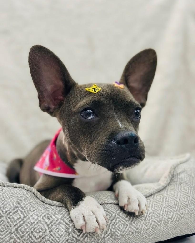 Pandora, cadela de porte pequeno para adoção em Porto Alegre - RS