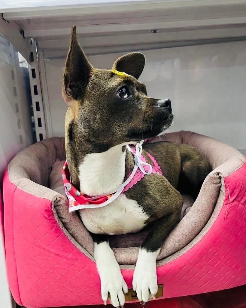 Pandora, cadela de porte pequeno para adoção em Porto Alegre - RS — foto 2 de 10