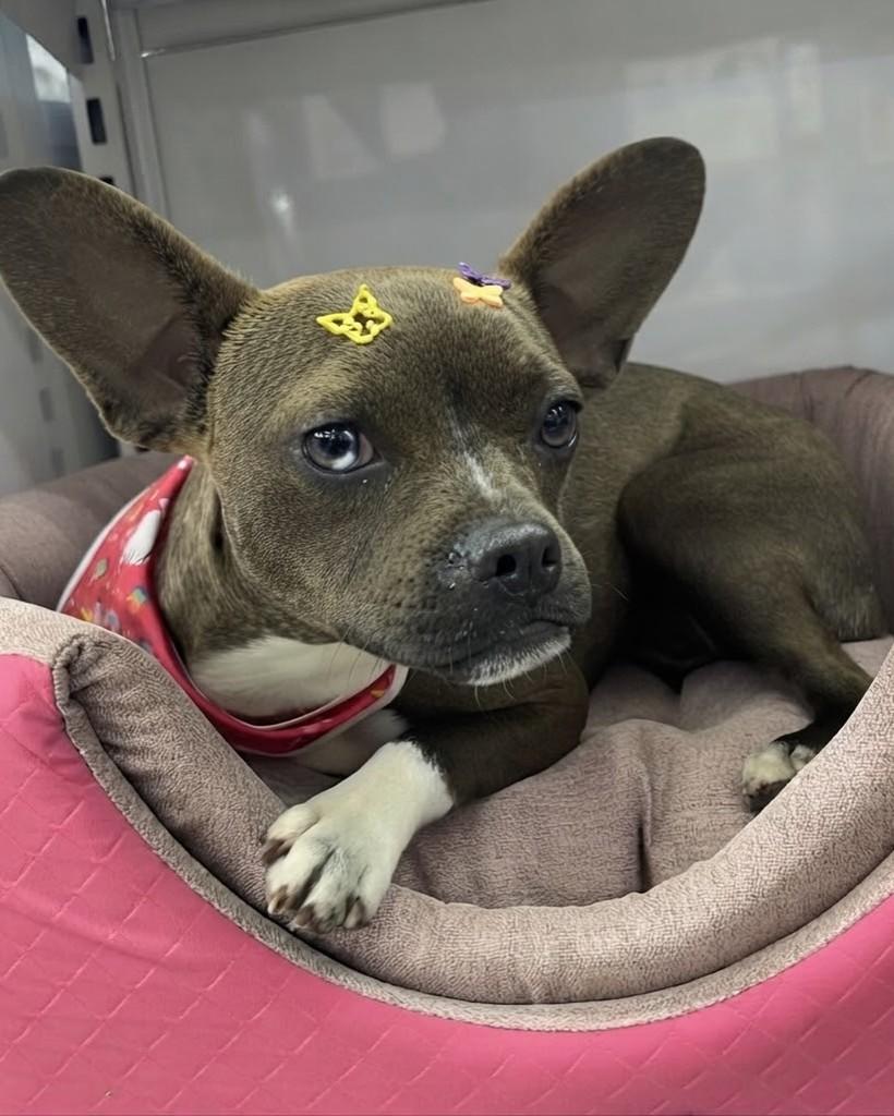 Pandora, cadela de porte pequeno para adoção em Porto Alegre - RS — foto 4 de 10
