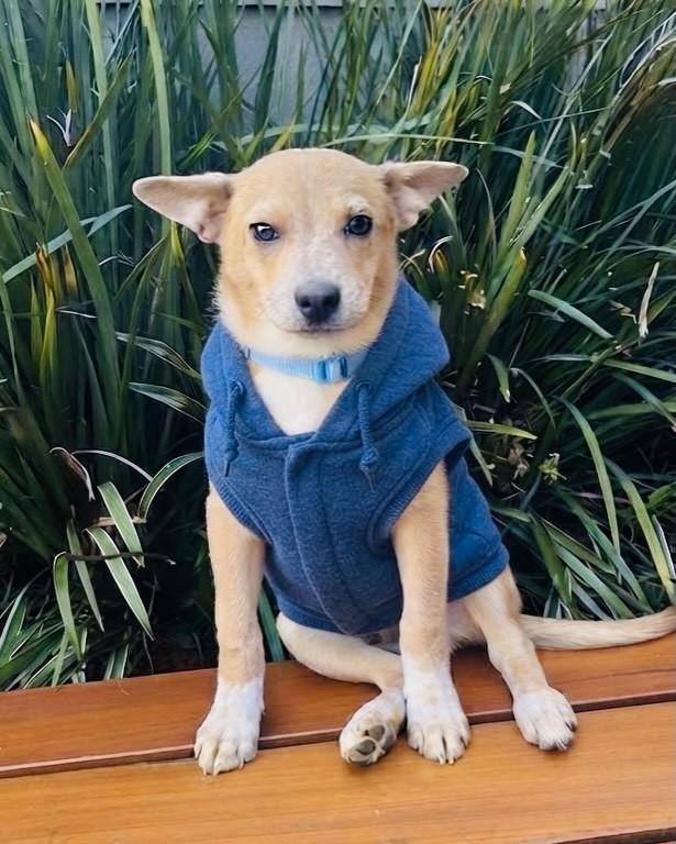 Sansão, cachorro de porte pequeno para adoção em Porto Alegre - RS