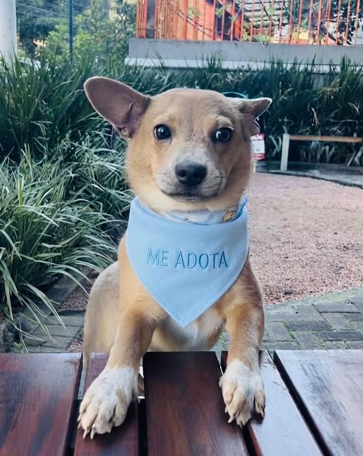 Sansão, cachorro de porte pequeno para adoção em Porto Alegre - RS — foto 2 de 6