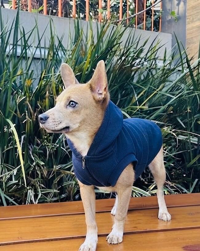 Sansão, cachorro de porte pequeno para adoção em Porto Alegre - RS — foto 3 de 6