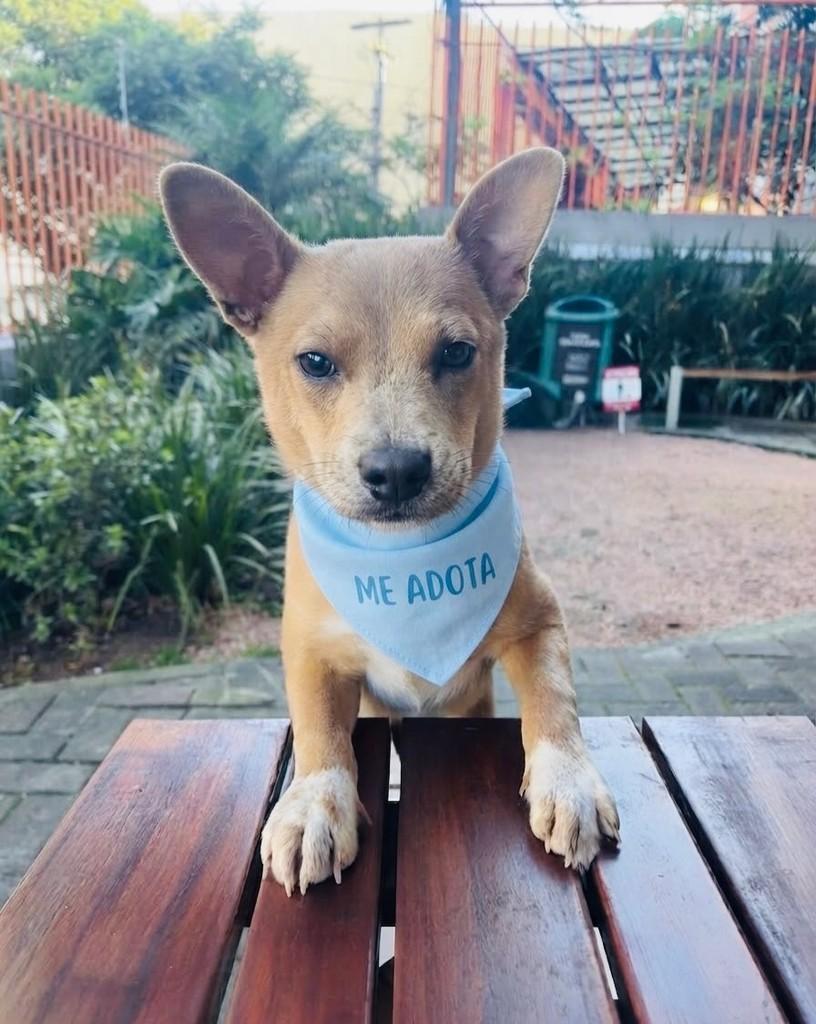 Sansão, cachorro de porte pequeno para adoção em Porto Alegre - RS — foto 4 de 6